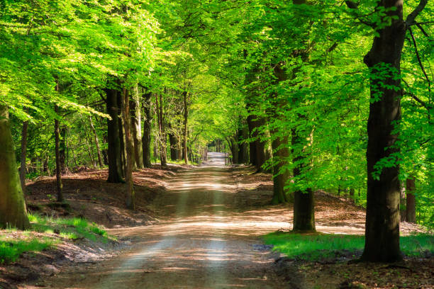 Beautiful forest road in spring with fresh green leafs near Loenen (Veluwe) in the Netherlands